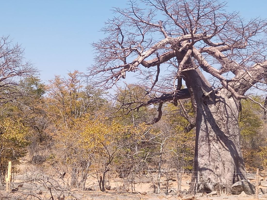 Baobabs for africa