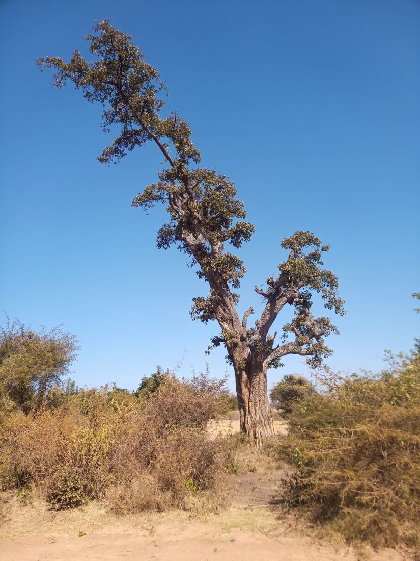 Interesting sort of tree we haven't seen befor