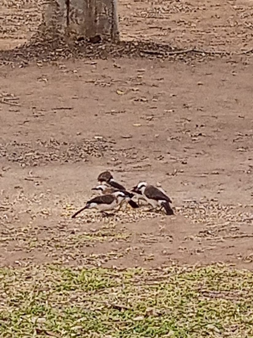 Katlagters enjoying Johan's birdseed in the campsite