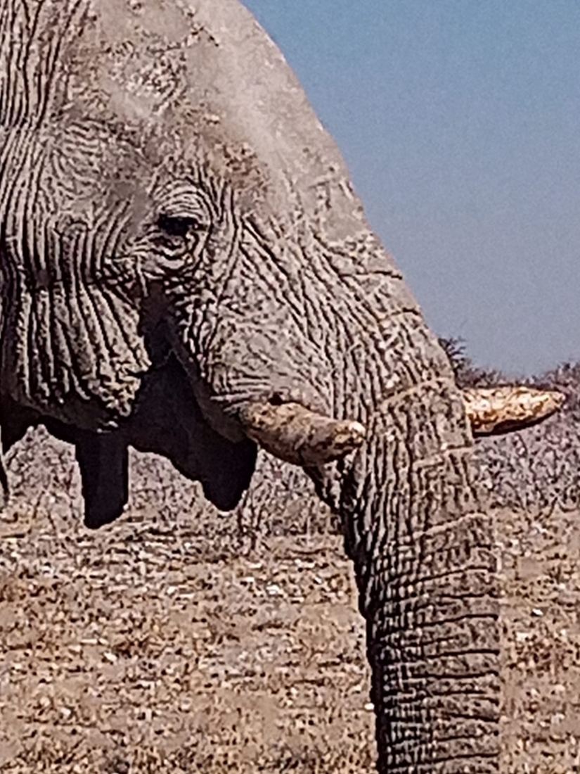 Wrinkles and broken tusks, old timer with a million stories to tell