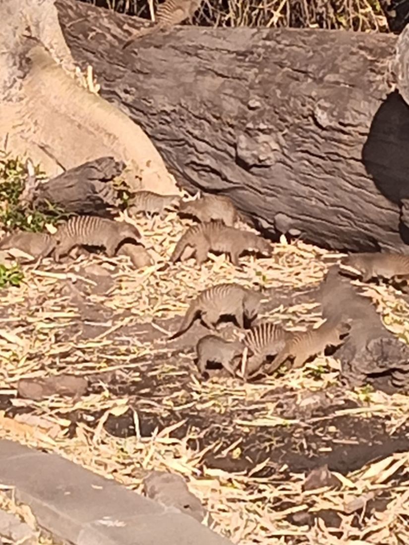 Banded mongooses on the way to breakfast
