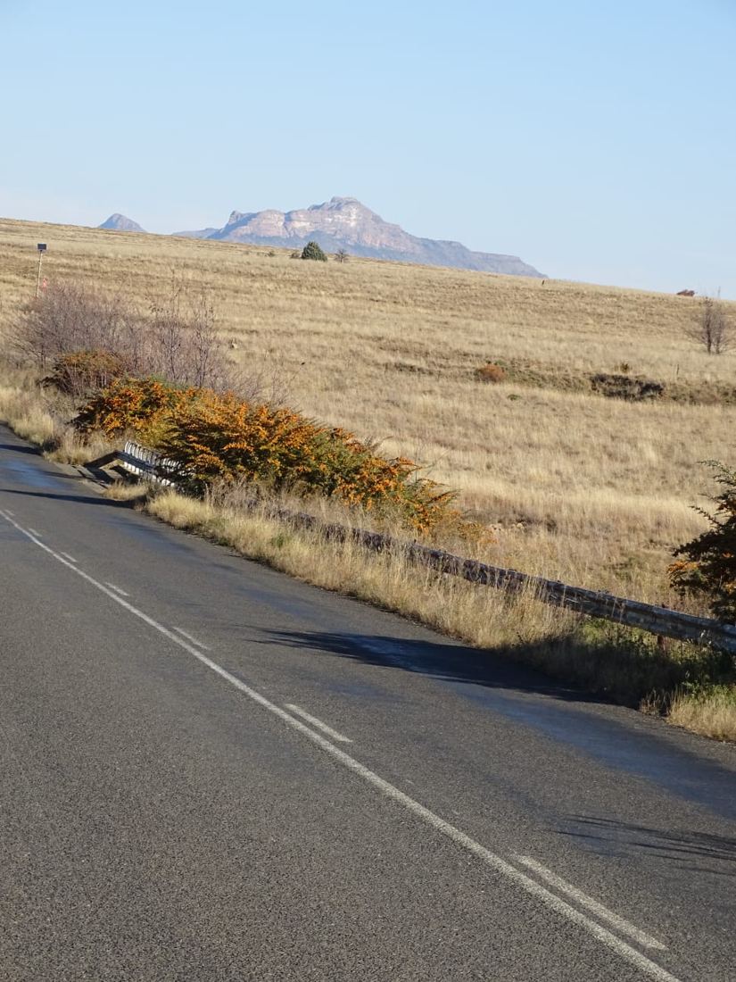Horrible poisionous prickly hawthorne lines the road on both sides, is it symbol
