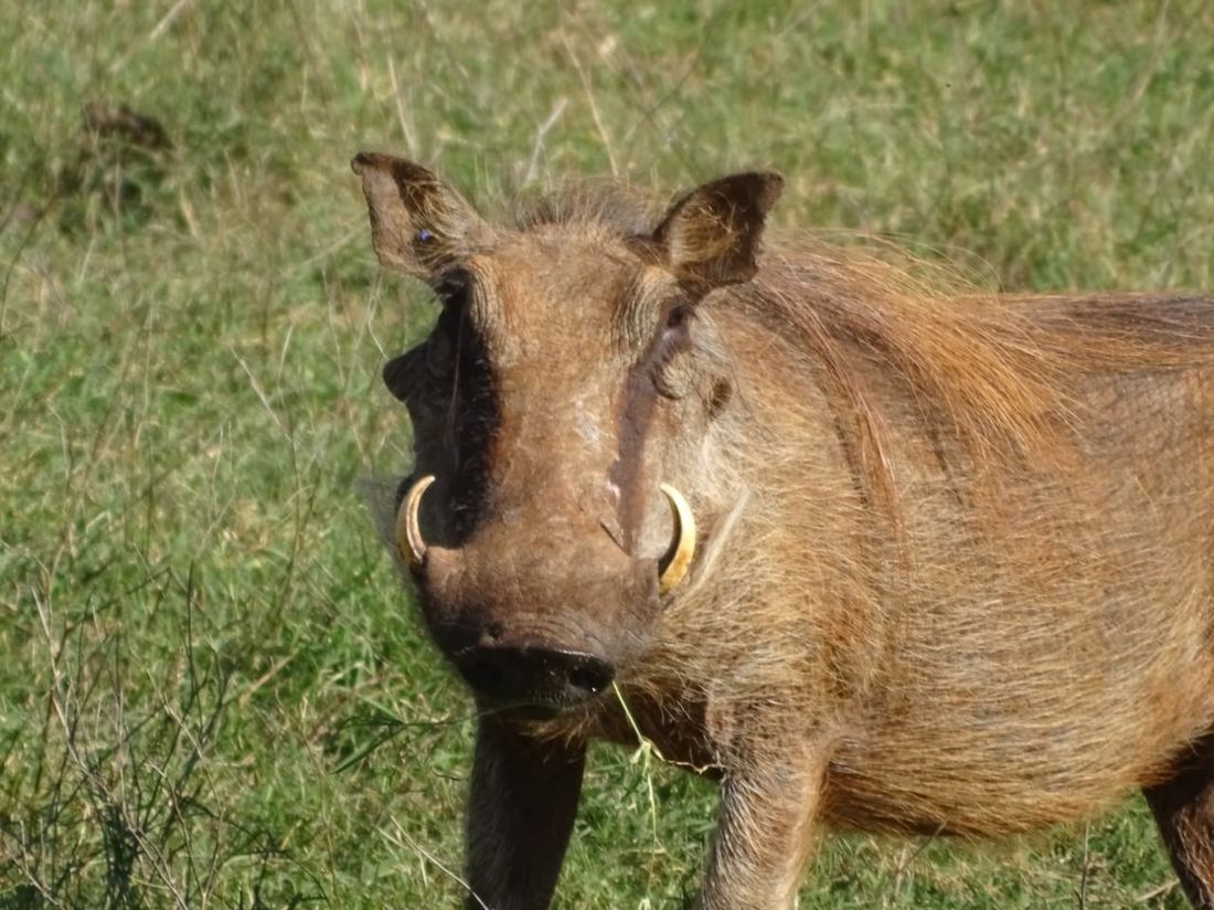 They call me MR PIG