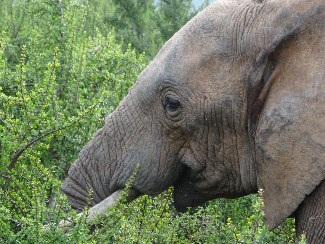 Just outside the camp, found this browsing ellie, here's the head