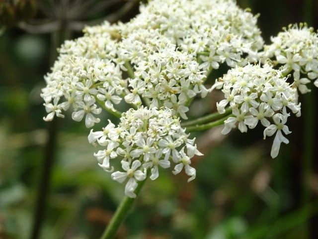 Stunning flowers on the riadside