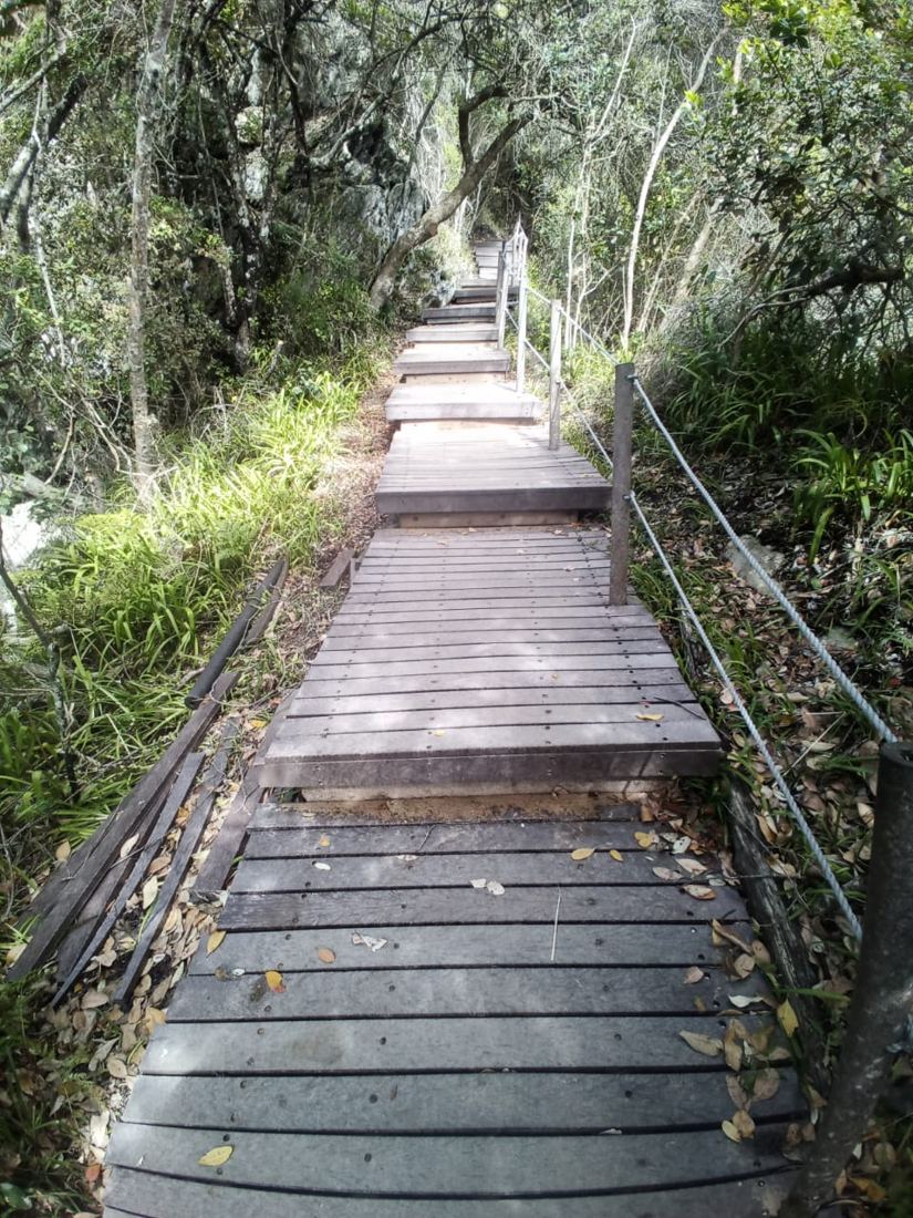 Stairway to heaven? The whole walk is on elevated boardwalks and pedestrian susp